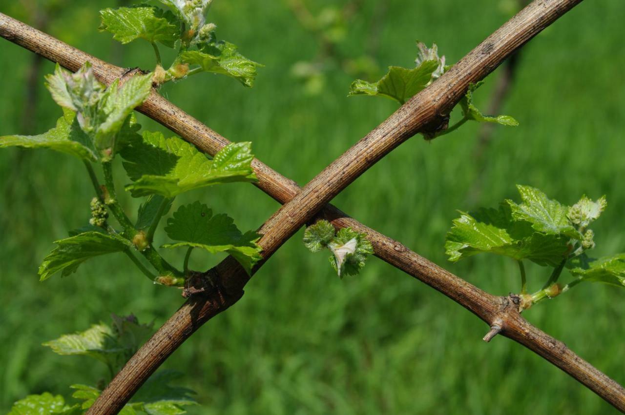 Weingut- Gaestezimmer Marko Leutschach Zewnętrze zdjęcie