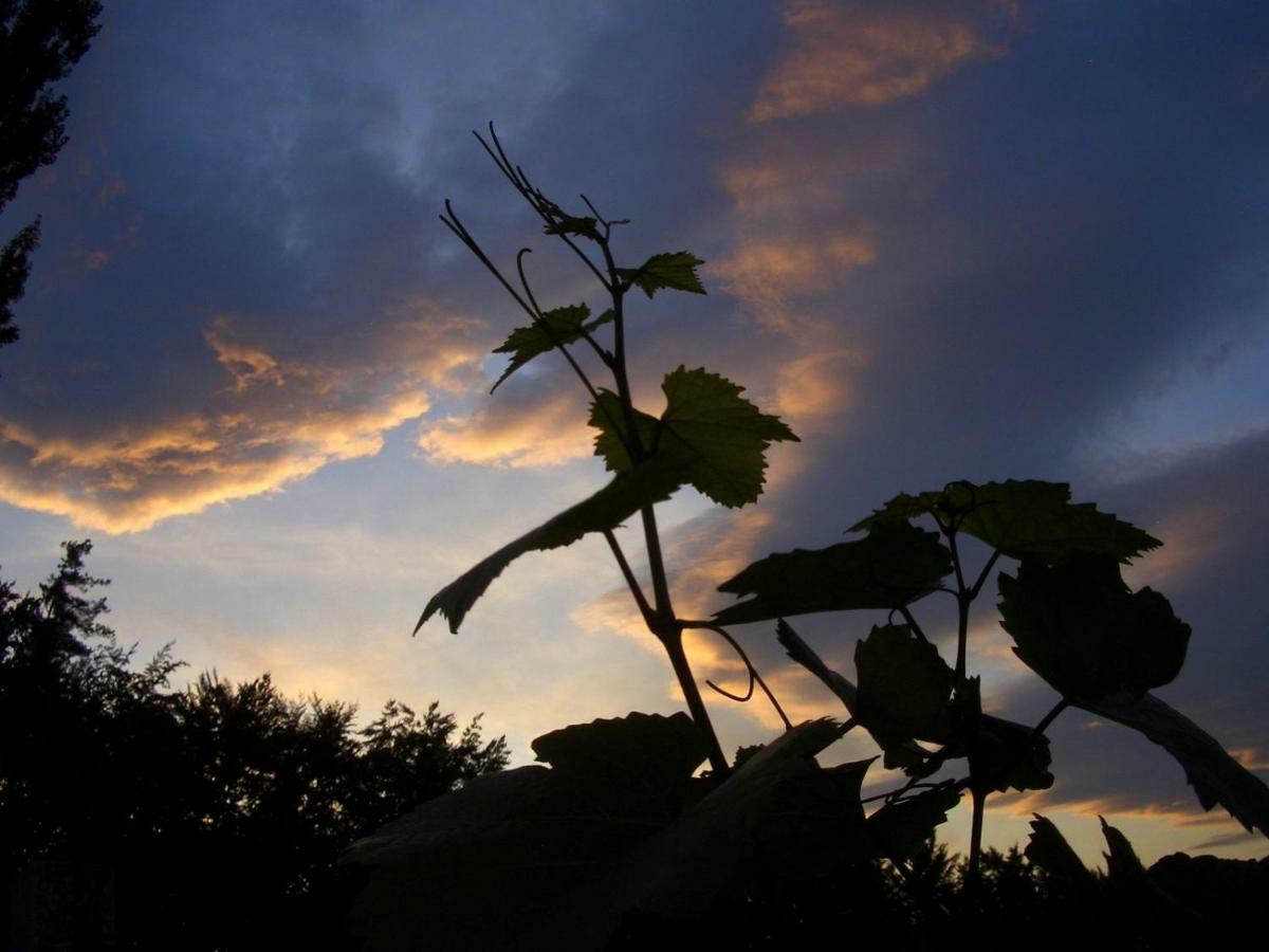 Weingut- Gaestezimmer Marko Leutschach Zewnętrze zdjęcie
