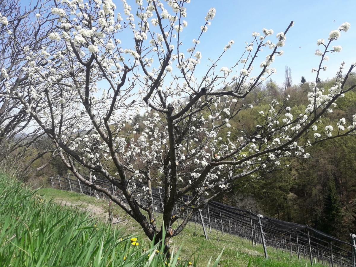 Weingut- Gaestezimmer Marko Leutschach Zewnętrze zdjęcie